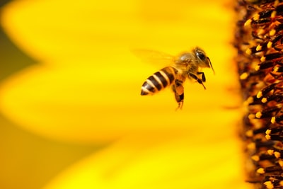 黑白蜜蜂在黄花旁徘徊特写摄影